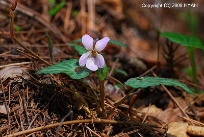 Viola tokubuchiana var. takedana f. variegata