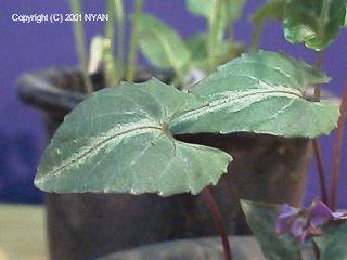 Viola violacea f. pictifolia