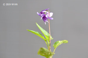Viola mandshurica (Double flower)