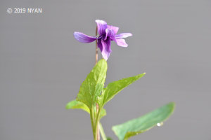 Viola mandshurica (Double flower)