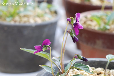Viola mandshurica [Ebitya]