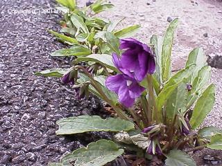 Viola mandshurica f. Plena