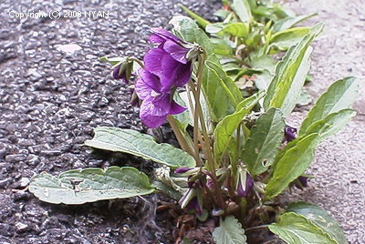 Viola mandshurica f. plena