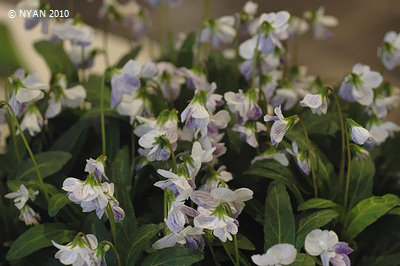 Viola mandshurica f. plena (white flower)