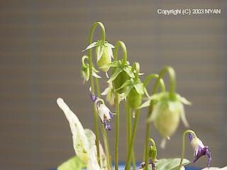 Viola mandshurica f. albo-variegata