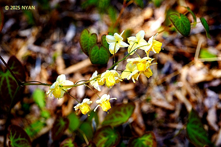 スルフレア（Epimedium sulfurea、外来園芸種）
