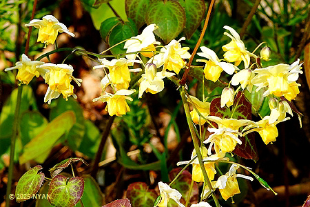 スルフレア（Epimedium sulfurea、外来園芸種）