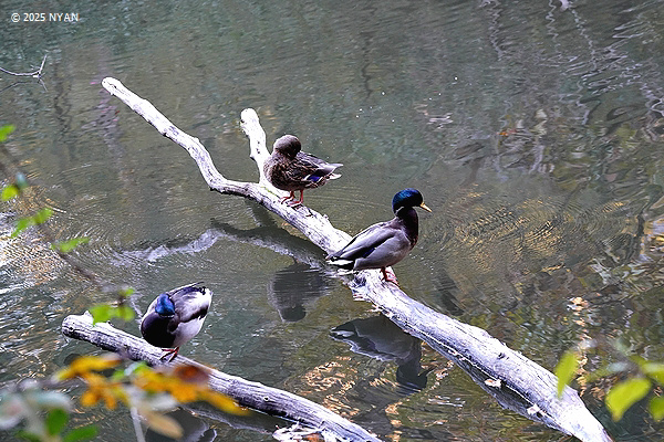 マガモ