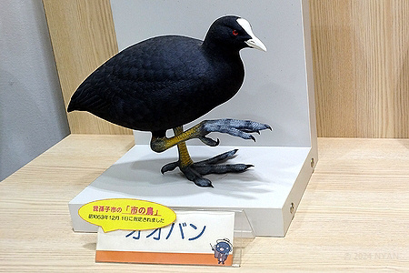 オオバン