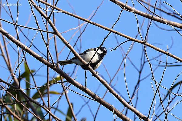 シジュウカラ