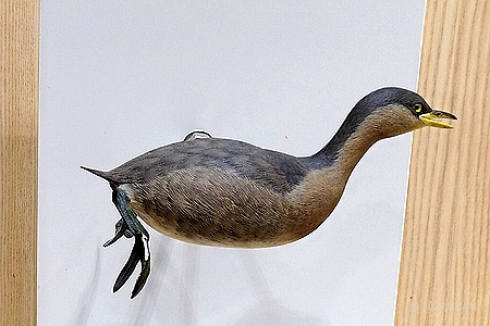カイツブリ