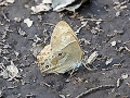 ヒカゲチョウ