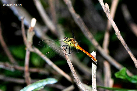アキアカネ