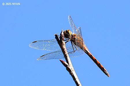 アキアカネ