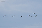 カワウ（鳥）