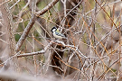 シジュウカラ（鳥）