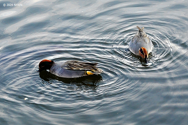 コガモ（鳥）
