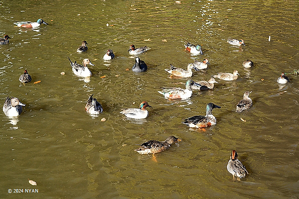 水鳥たち（鳥）