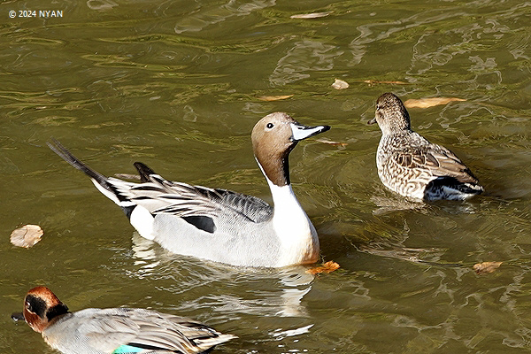 オナガガモ（鳥）