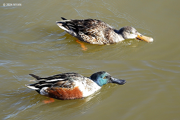 ハシビロガモ（鳥）
