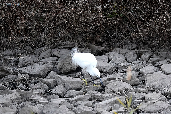 コサギ（鳥）