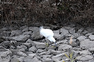 コサギ（鳥）