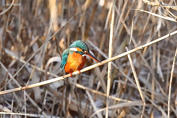 カワセミ ♀（鳥）