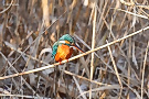 カワセミ ♀（鳥）
