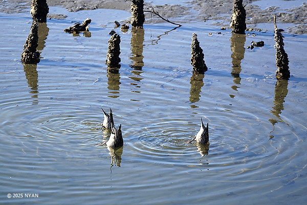 オナガガモ（鳥）