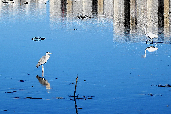 アオサギ（鳥）