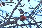 ヤマガラ（鳥）