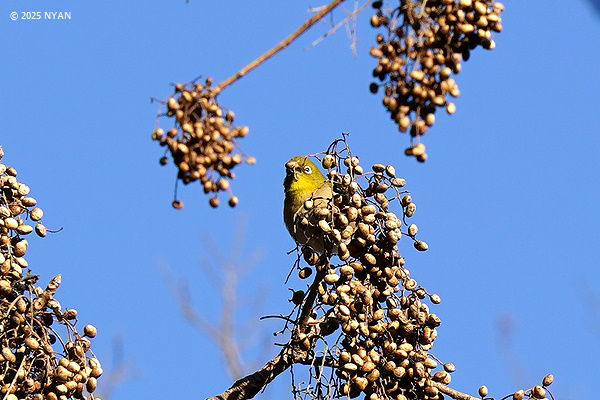 メジロ（鳥）