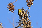 メジロ（鳥）
