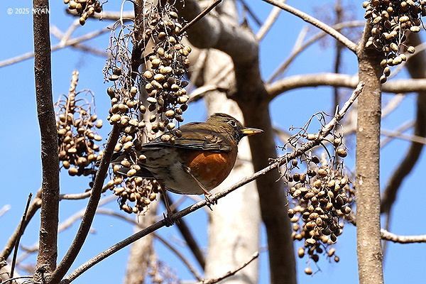 アカハラ（鳥）