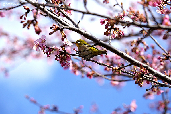 メジロ（鳥）