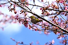 メジロ（鳥）