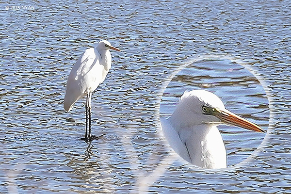 ダイサギ（鳥）