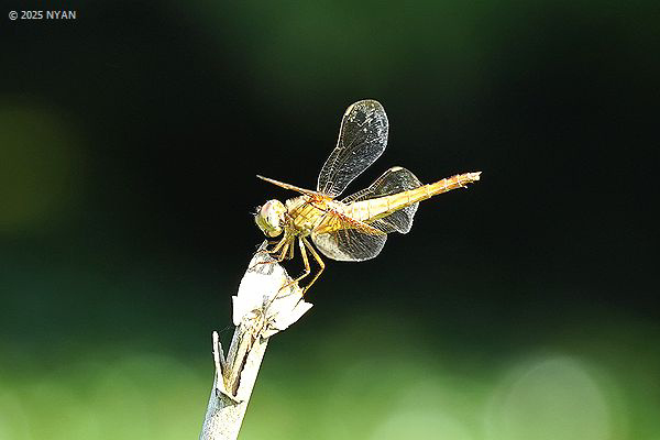 ショウジョウトンボ（蜻蛉）