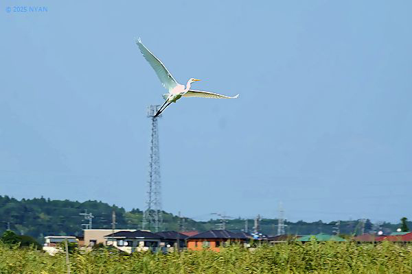 ダイサギ（鳥）