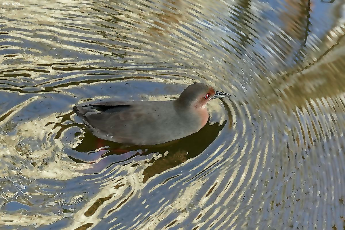 ヒクイナ（鳥）