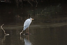 アオサギ（鳥）