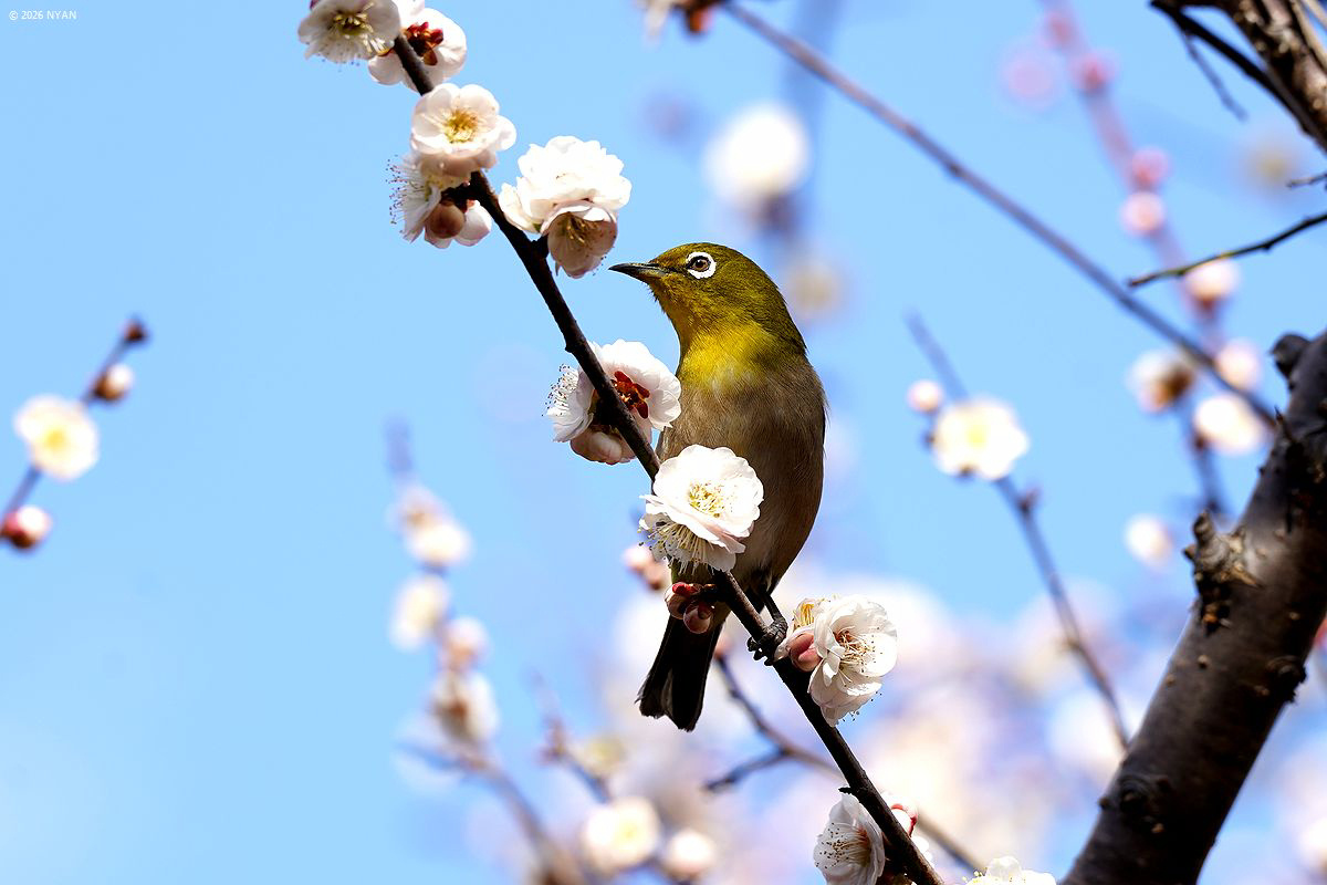 メジロ（鳥）