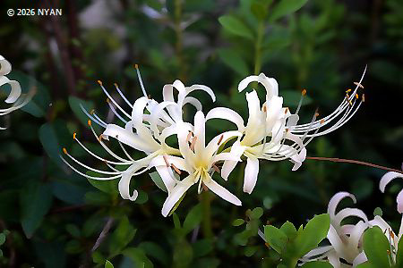 シロバナヒガンバナ（白花彼岸花、ヒガンバナ科）