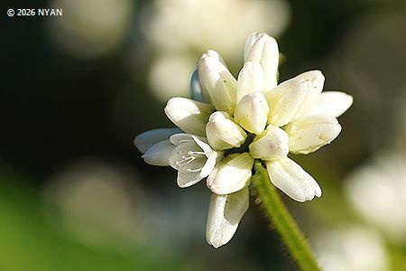 ミゾソバ [白花変種]（溝蕎麦、タデ科）