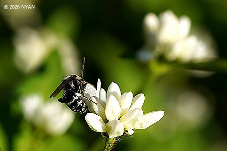 ミゾソバ [白花変種]（溝蕎麦、タデ科）