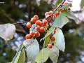マメガキ（カキノキ科）