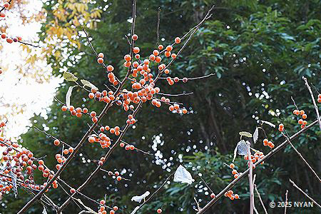 リュウキュウマメガキ（琉球豆柿、カキノキ科）