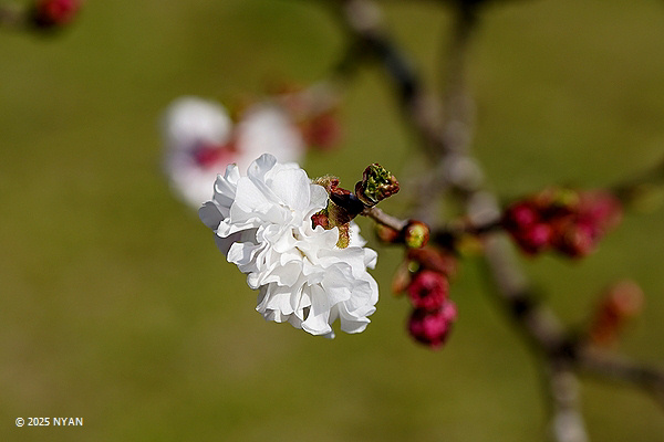 ヒナギクザクラ[桜]（雛菊桜、バラ科）