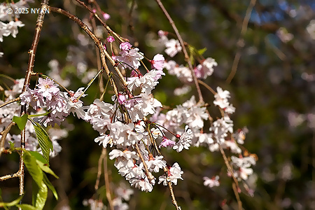 イトザクラ[桜]（糸桜、バラ科）