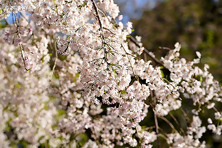 イトザクラ[桜]（糸桜、バラ科）